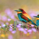 Colorful bird with abstract background mobile case, high-quality, lightweight, fits all phones, protects from scratches and chips