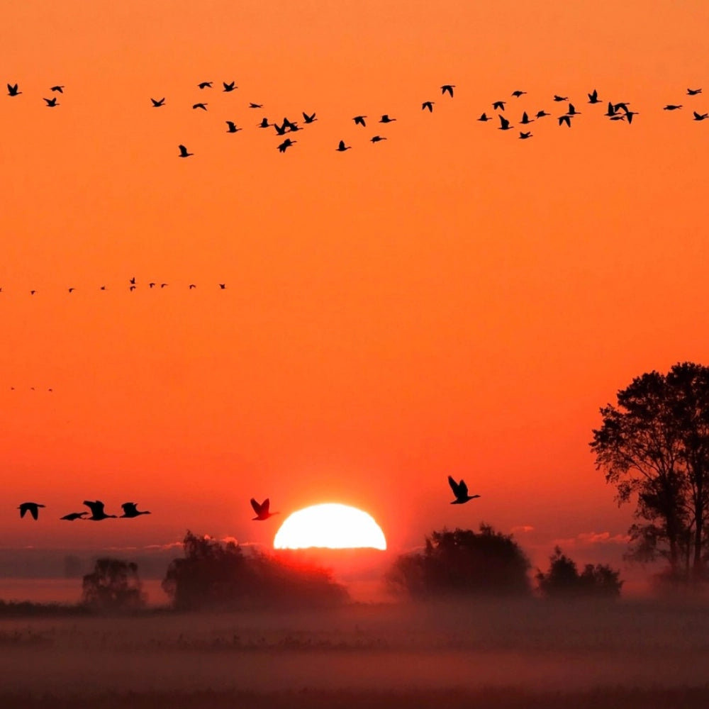 Sunrise-themed bird mobile case cover for all phone models, lightweight and scratch-resistant design