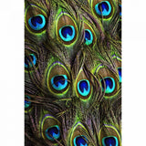 Peacock tail mobile case cover - 100% new, lightweight, fits all phone models, protects from scratches and chips