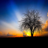 Nature Sunrise Effect Mobile Case Cover - 100% brand new, high-quality, lightweight design, fits all phone models, offers scratch and chip protection