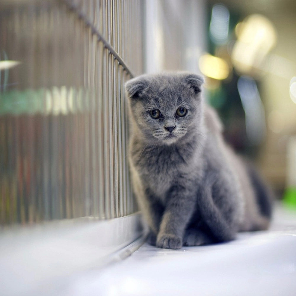 Brand-new cat wallpaper mobile case cover, lightweight and scratch resistant, fits all phone models