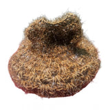 Multicolor Tharad Laddu Gopal dress size 0-6, traditional Indian attire for women