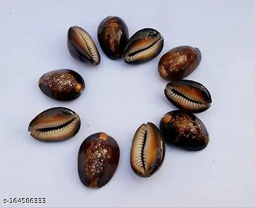 Natural Brown Cowrie Shells - 11 PCS (Laxmi & Diwali Pooja Article) - Indian sea shells for Vastu, spiritual prosperity & worship