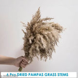 Natural light brown, fluffy Pampas grass (42cm x 7cm), no shedding or stench - premium home office decor for events & weddings