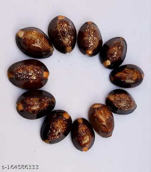 Natural brown Kawdi/Kaudi/Kowdi/Cowrie/Koudi shells set - 11 PCS for Diwali Pooja, Indian sea shells for financial prosperity and protection