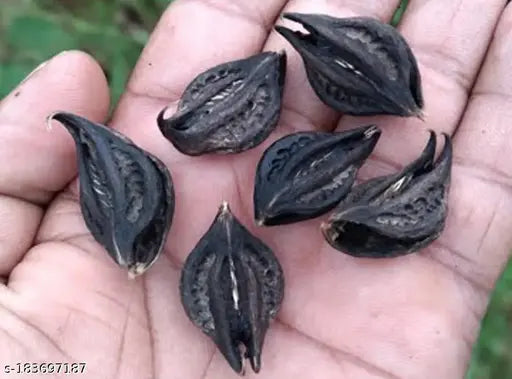 Black wooden Feng Shui showpieces: 11 pcs black eye natural bat head roots, Indian origin