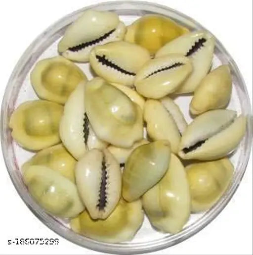 Natural yellow Lakshmi cowrie shells, 11 pieces - Indian Ganesh idol decoration, enhances wealth and prosperity