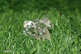 Crystal Sphatik Nandi Idol Statue (40gm, 4cm high, 55cm long), transparent from Haridwar, God symbol with strength and clarity significance