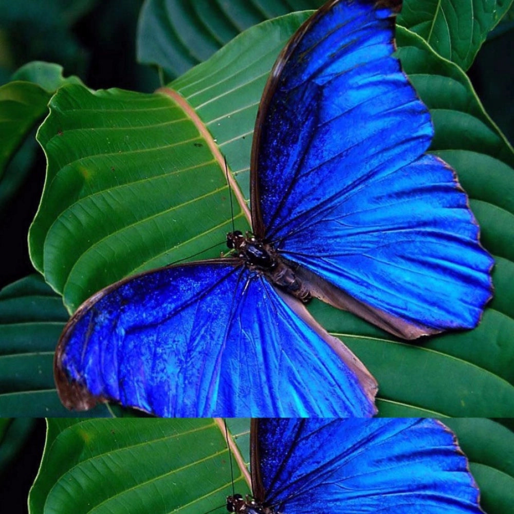 Blue butterfly mobile case cover, lightweight, universal fit for phones, scratch and impact protection with accessible camera, lens, and buttons