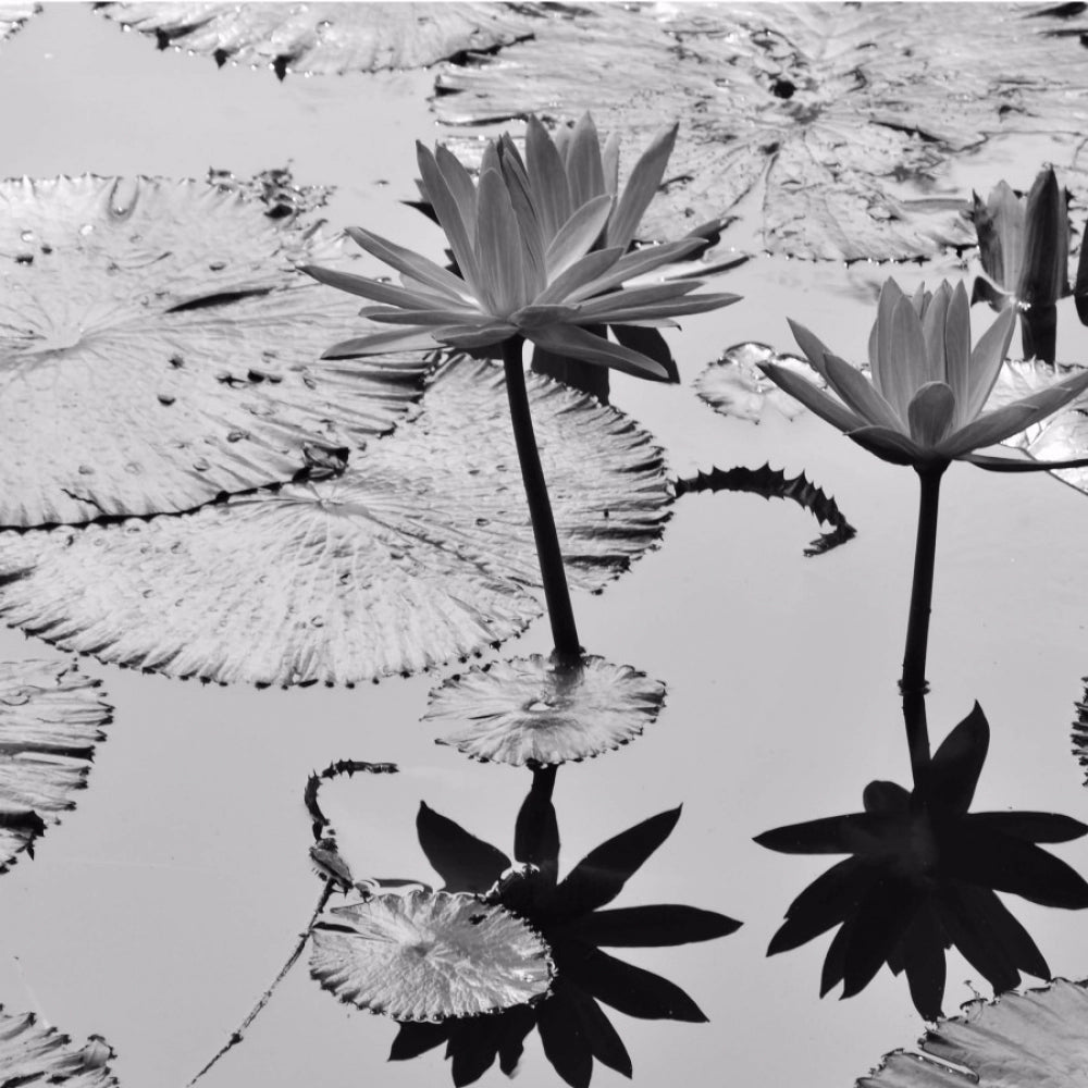 Black and White Lotus Pattern Mobile Case Cover - 100% new, lightweight, protective case for all phones with accessible buttons, lens, and camera