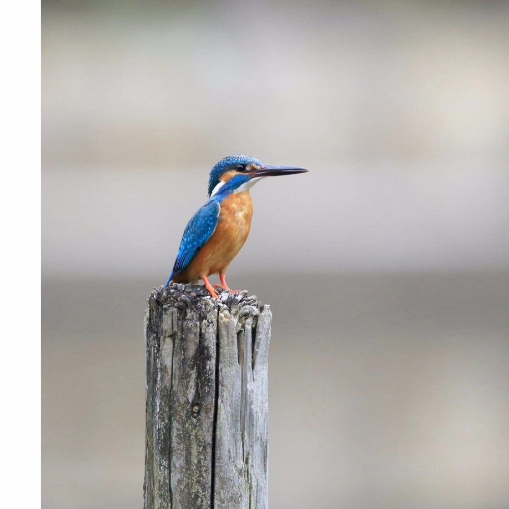 100% new bird wallpaper mobile case, lightweight with special design, fits all phones, protects from scratches and bumps