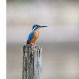 100% new bird wallpaper mobile case, lightweight with special design, fits all phones, protects from scratches and bumps