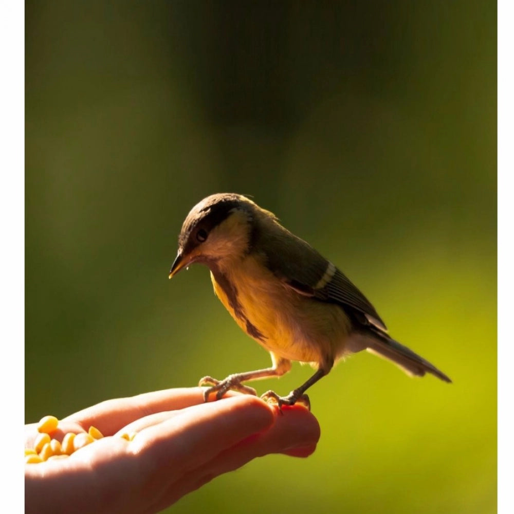 Small bird wallpaper mobile case cover - 100% new, lightweight, high-quality phone protector with special design, suitable for all models, access to buttons, lens, and camera through shaped holes