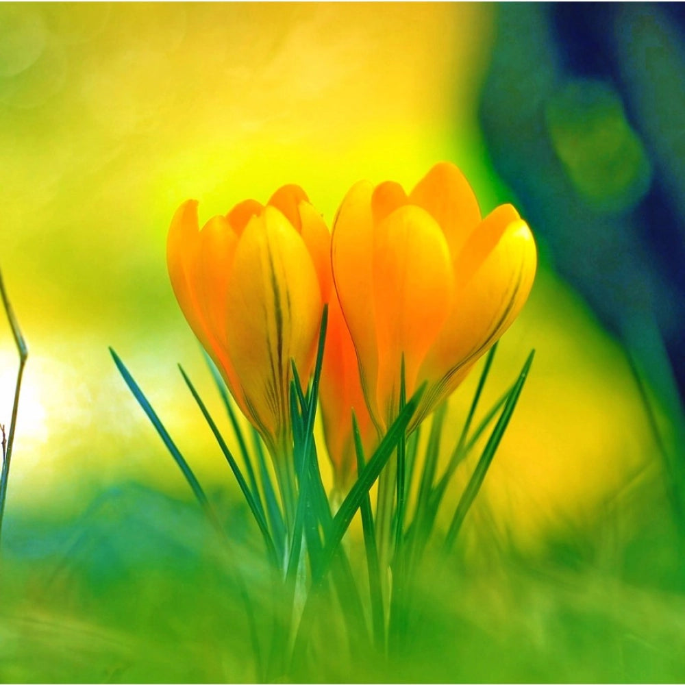 Yellow crocus flowers mobile case cover - High-quality, lightweight phone protection with special design, suitable for all models