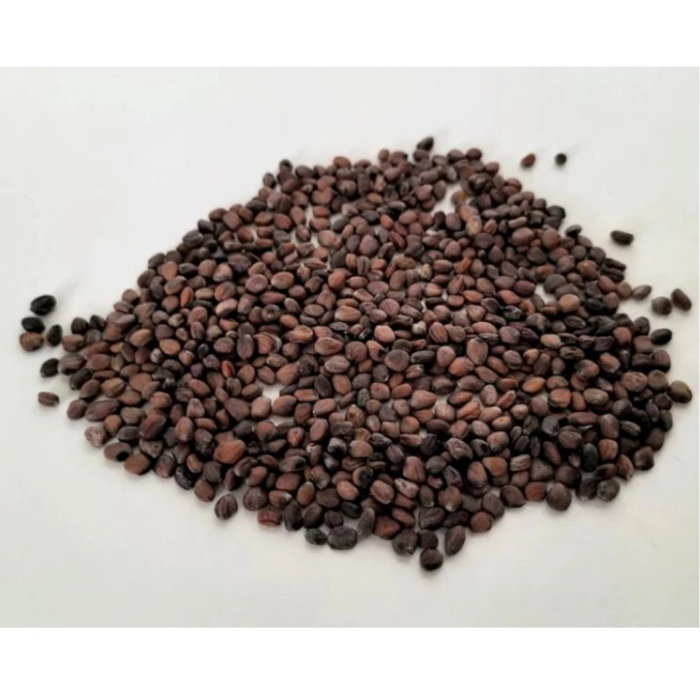 Sango radish microgreen seeds - fast growing, versatile cultivation