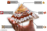 Large crystal Shree Yantra Gomti Chakra pyramid with Rudraksha, Kaudi shells - Handmade Feng Shui Vastu item for spiritual practices, meditation, and wealth enhancement. Dimensions: 10cm x 10cm x 10cm. Authenticity certified and sourced from India