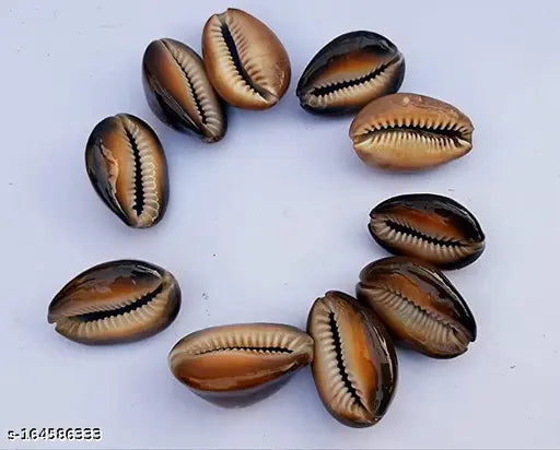 Natural Brown Cowrie Shells Set - 11 PCS for Diwali Pooja Article, originating from India