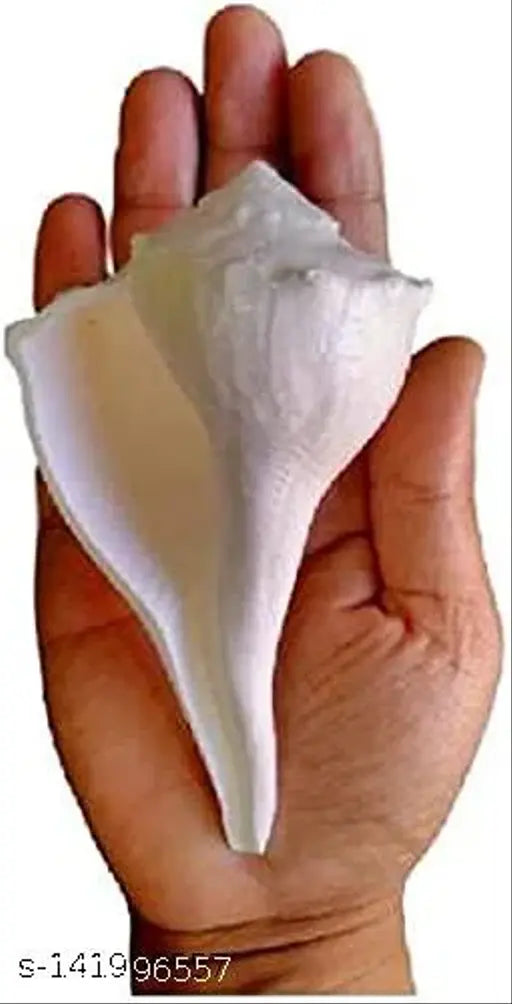 A hand holding a large natural sea shell with a curved interior surface