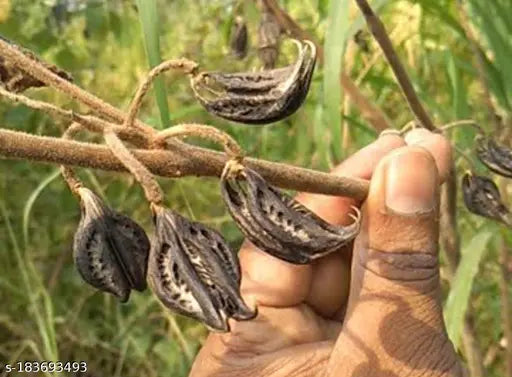 Natural black bat head root seeds, Indian evil pod for Pooja, enhances good health, wealth, & happiness